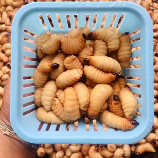Đuông dừa - Đuông dừa Bến Tre