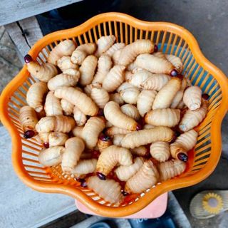 Đuông dừa - Đuông dừa Bến Tre