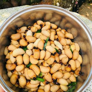 Đuông dừa - Đuông dừa Bến Tre