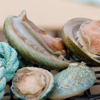 BÀO NGƯ XANH NHẬP ÚC