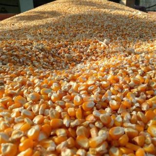 Tìm đại lý/NPP Bắp hạt dùng làm thức ăn chăn nuôi