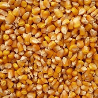 Bắp hạt (Ngô hạt) dùng làm thức ăn chăn nuôi giá sỉ