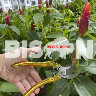 Kéo cắt cành thép Nhật SK5