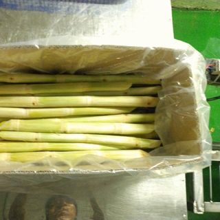 Mía đông lạnh gia công theo thương hiệu khách hàng