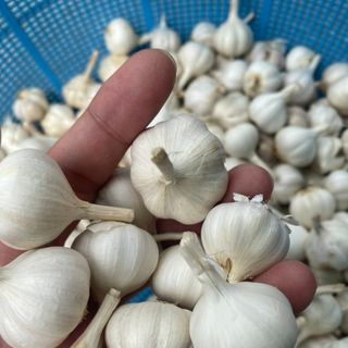 Tỏi Thái nhiều nhánh sỉ 6x.000/kg