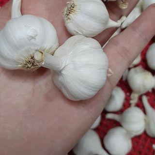 Tỏi Thái nhiều nhánh sỉ 6x.000/kg