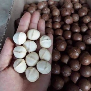 Hạt macca sấy nứt vỏ loại 1 túi 500g