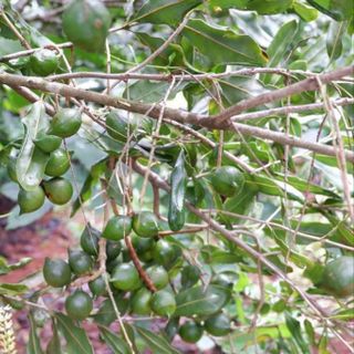 Hạt macca sấy nứt vỏ loại 1 túi 500g