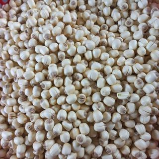 HẠT SEN TƯƠI ĐỒNG THÁP