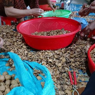 Nhân óc chó vàng mỹ
