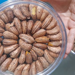 Điều rang muối