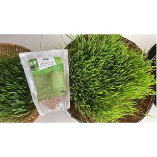 Hạt giống cỏ lúa mì hữu cơ ITALY bảo hành nảy mầm