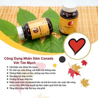 Viên nhân sâm Canada CND GINSENG GOLD Gốc rễ của sức khoẻ 500MG