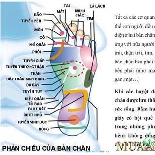Lót Giày Hương Quế Chính HãngLót Giày Quế Giá Rẻ, Hút Ẩm, Khử Mùi, Điều Hòa Huyệt Đạo Nam NữMuaAu Mall Sỉ Lẻ