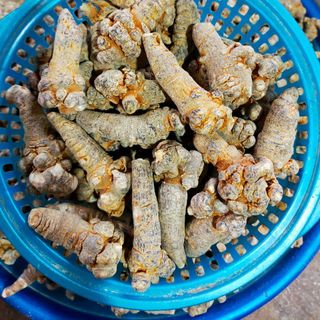 Củ tam thất bắc