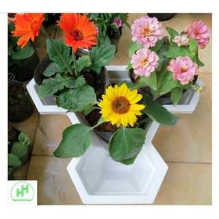 ComBo 5 Chậu Hoa Tầng Việt Nhật No.2232, Kích Thước 32x32x14Cm giá sỉ