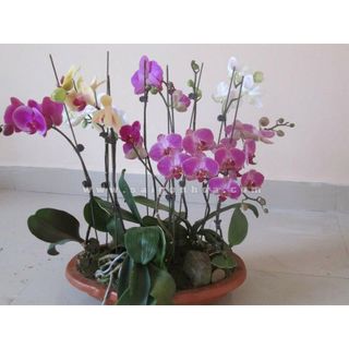 50 KẸP BƯỚM DÙNG ĐỂ KẸP HOA LAN HỒ ĐIỆP