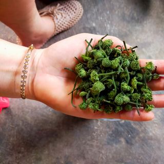 Nụ tam thất bắc