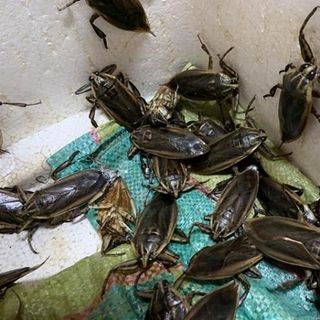 Con Cà Cuống ngoài thiên nhiên có tinh dầu thơm làm gia vị đặc biệt cho các món ăn ngon
