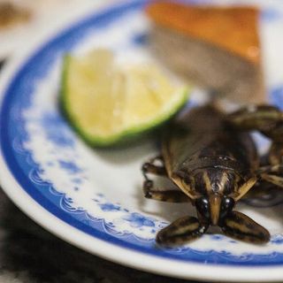 Con Cà Cuống ngoài thiên nhiên có tinh dầu thơm làm gia vị đặc biệt cho các món ăn ngon