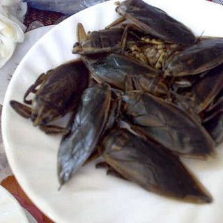 Con Cà Cuống ngoài thiên nhiên có tinh dầu thơm làm gia vị đặc biệt cho các món ăn ngon