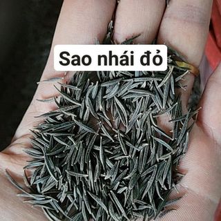 hạt giống sao nhái
