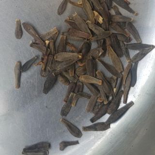 hat hoa thược dược