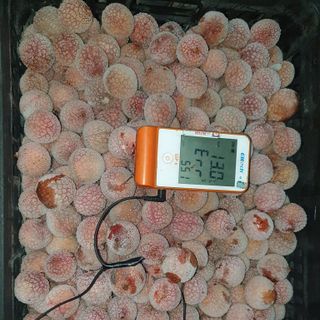 Cung cấp vải đông lạnh xuất khẩu số lượng lớn