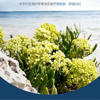 Mặt Nạ Hoa Biển OGULIA Loại bỏ dầu ,Hydrat hóa, Thu nhỏ lỗ chân lông, Giảm mẫn đỏ sẹo lỗ (1hop/10mieng)