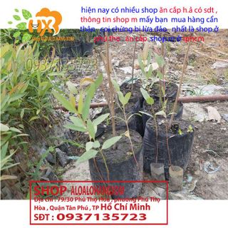 cây bạch đàn cây giống ( bán tối thiểu 50 cây trở lên )