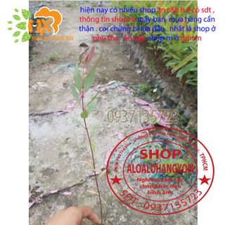 cây bạch đàn cây giống ( bán tối thiểu 50 cây trở lên )