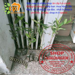 cây bạch đàn cây giống ( bán tối thiểu 50 cây trở lên )