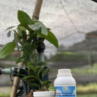 Trị nấm Ganic T6