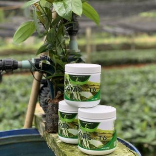 Trị nấm Ganic T6