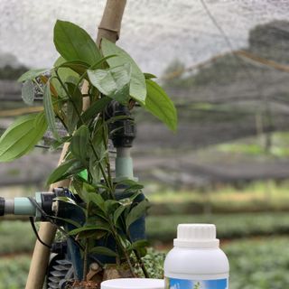 Trị nấm Ganic T6
