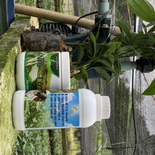 Trị nấm Ganic T6