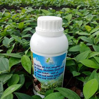 Phân bón kích thích Ganic Quế