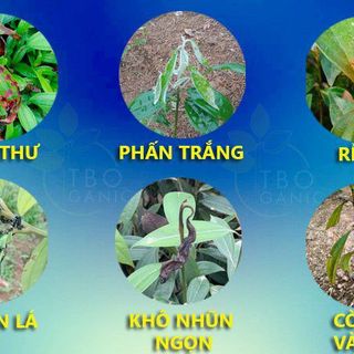 Phân bón kích thích Ganic Quế