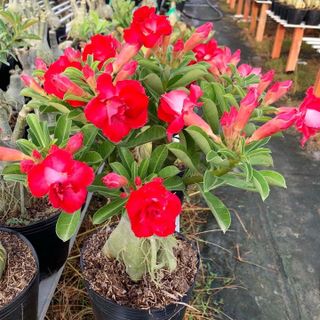 Hạt giống hoa sứ kép Thái Lan màu đỏ – Bịch 10 hạt – Mã số 1788 giá sỉ