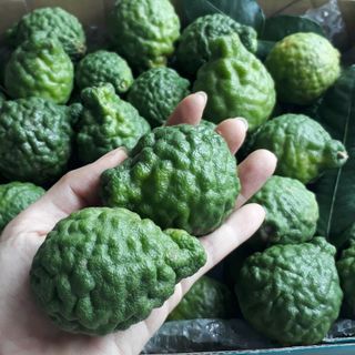 Trái Chúc Tươi (Trái Chanh Thái) Đặc Sản Vùng Bảy Núi An Giang 1KG