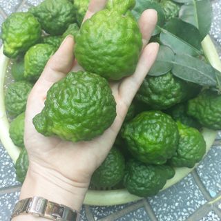 Trái Chúc Tươi (Trái Chanh Thái) Đặc Sản Vùng Bảy Núi An Giang 1KG