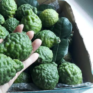 Trái Chúc Tươi (Trái Chanh Thái) Đặc Sản Vùng Bảy Núi An Giang 1KG