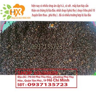 hạt giống cây tràm lai -1000 gram