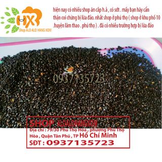 hạt giống cây tràm lai -1000 gram