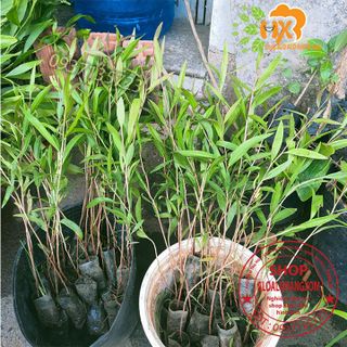 cây tràm úc cây giống