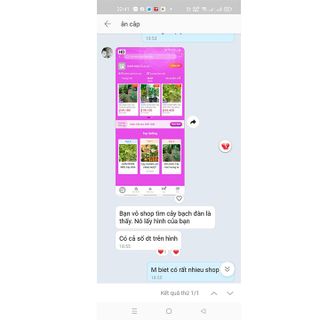cây tràm úc cây giống