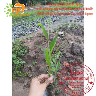 cây tràm lai cây giống