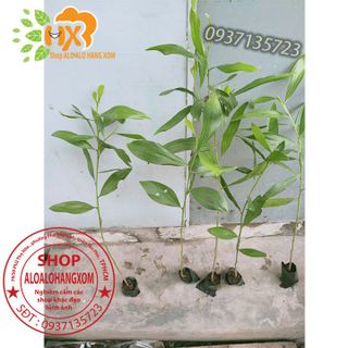 cây tràm lai cây giống