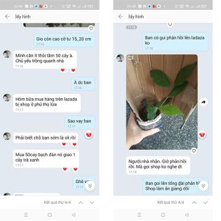 cây tràm lai cây giống