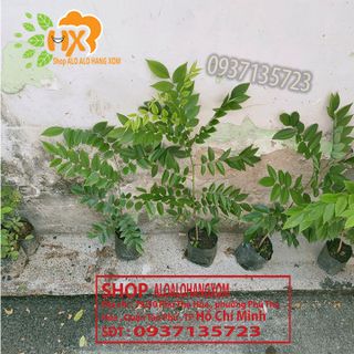 cây sưa đỏ cây giống